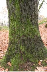 Photo Textures of Tree Bark